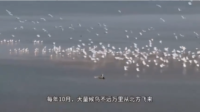 云翔看点 | 无人机“黑飞”惊扰野生动物触目惊心-图片1